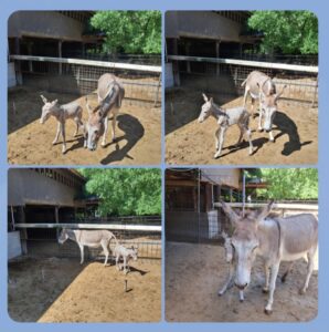🌱ロバの赤ちゃん産まれました🌱